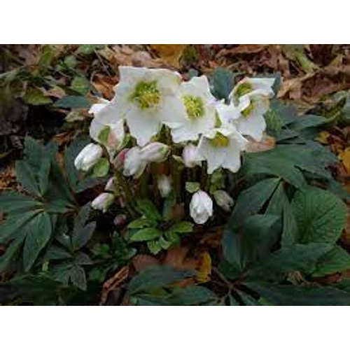 Helleborus niger 'Praecox' (Fekete hunyor)