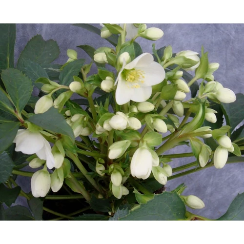 Helleborus nigercors Crystal Love