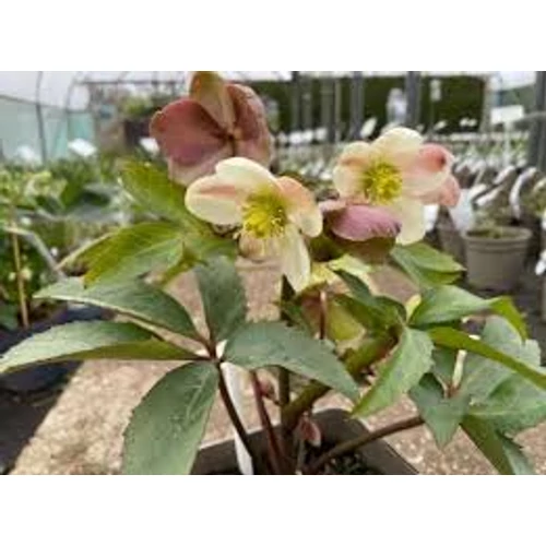 Helleborus nigercors Emma