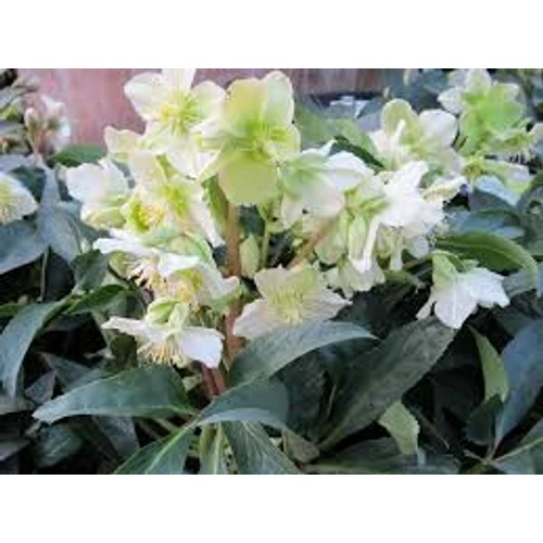 Helleborus nigercors Snow Love