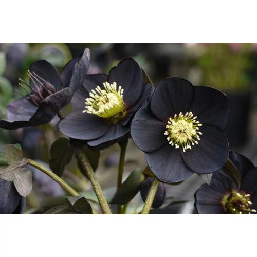 Helleborus orientalis 'Black' (Keleti hunyor)