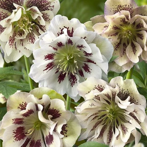 Helleborus orientalis 'Double Ellen White' (Keleti hunyor)