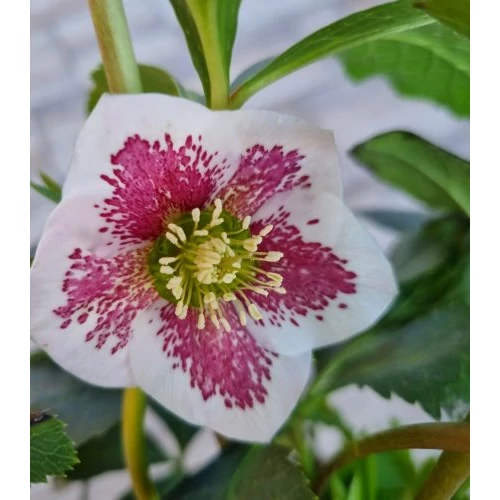 Helleborus orientalis 'Frozen Kristof'  (Keleti hunyor)