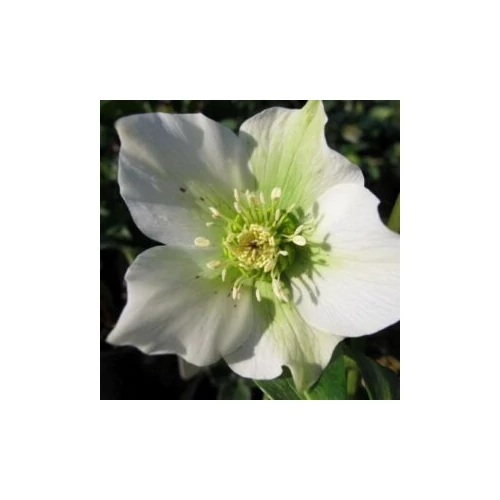 Helleborus orientalis 'Pretty Ellen White'  (Keleti hunyor)