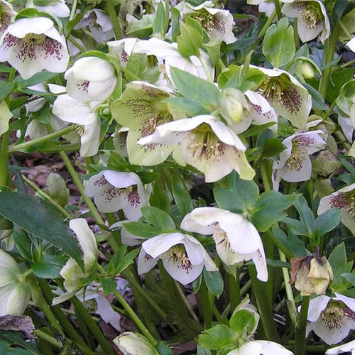 Helleborus orientalis 'White'  (Keleti hunyor)