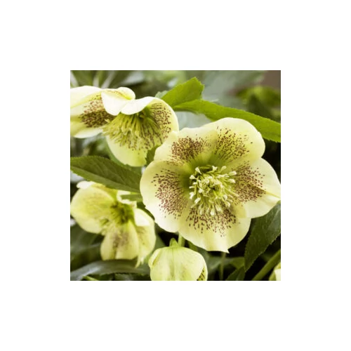 Helleborus orientalis 'Yellow'  (Keleti hunyor)