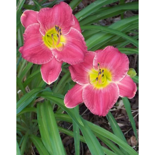 Hemerocallis  'Amadeus' (Sásliliom)