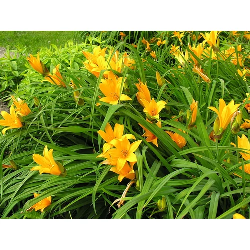 Hemerocallis  'Aten' (Sásliliom)