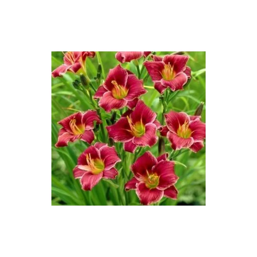 Hemerocallis  'Baltimore Oriole' (Sásliliom)