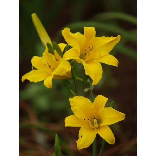 Hemerocallis  'Bitsy' (Sásliliom)