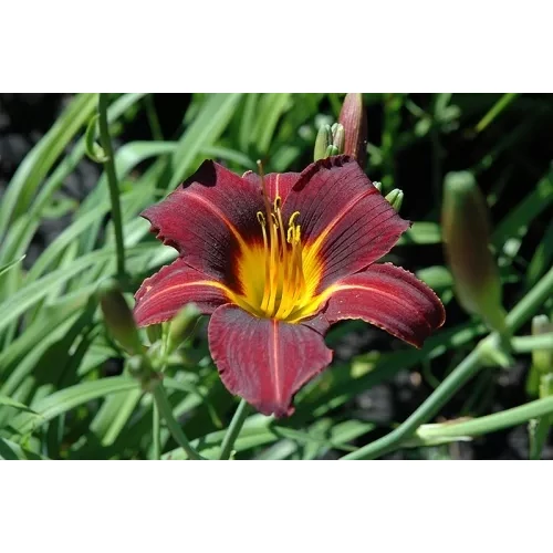 Hemerocallis  'Black Prince' (Sásliliom)