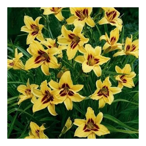 Hemerocallis  'Bonanza' (Sásliliom)