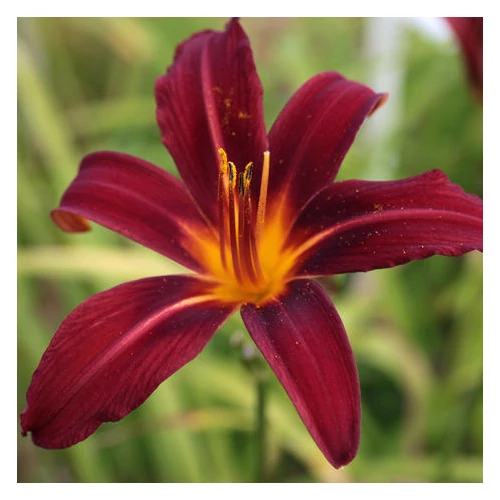 Hemerocallis  'Crimson Pirate' (Sásliliom)