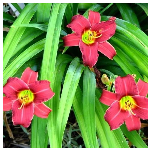Hemerocallis  'Eenie Allegro' (Sásliliom)