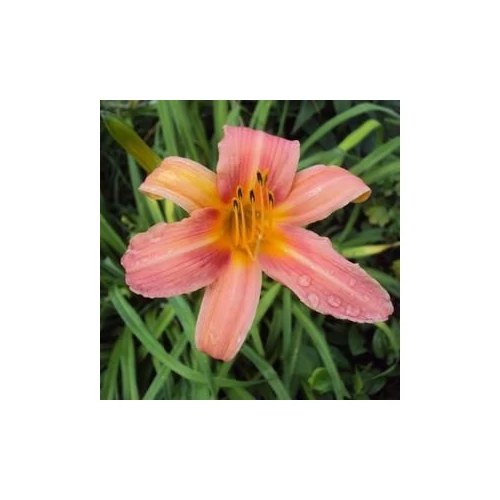 Hemerocallis  'Elaine Strutt' (Sásliliom)