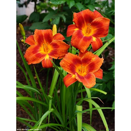 Hemerocallis  'Holiday Delight' (Sásliliom)