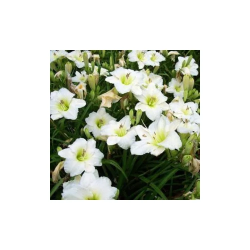 Hemerocallis  'Ice Carnival' (Sásliliom)
