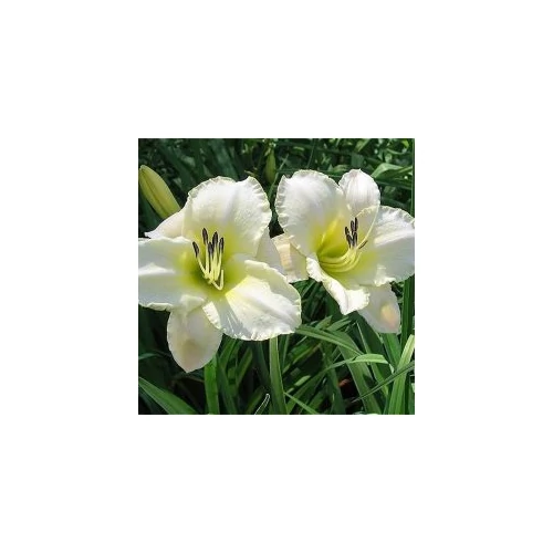 Hemerocallis  'Light The Way' (Sásliliom)