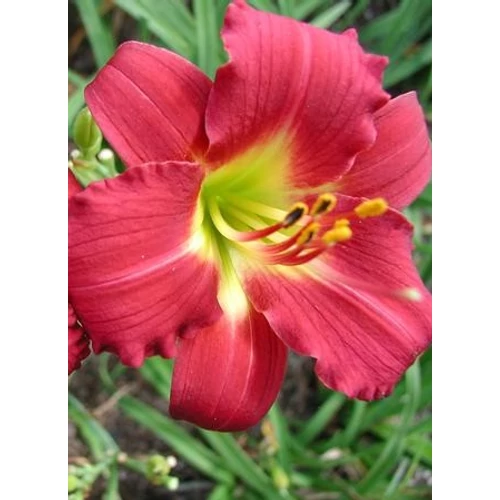 Hemerocallis  'Little Gypsy Ruby' (Sásliliom)