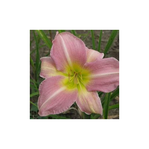 Hemerocallis  'Love That Pink' (Sásliliom)