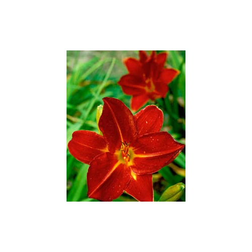 Hemerocallis  'Lusty Leyland' (Sásliliom)