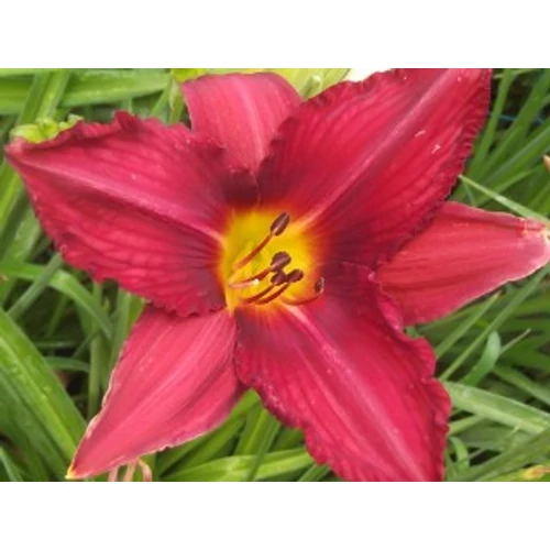Hemerocallis  'Mallard' (Sásliliom)