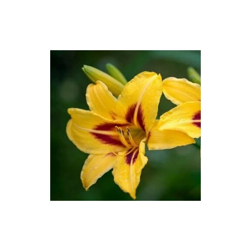 Hemerocallis  'Mikado' (Sásliliom)