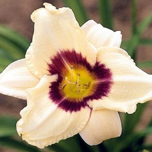Hemerocallis  'Pandora's Box' (Sásliliom)