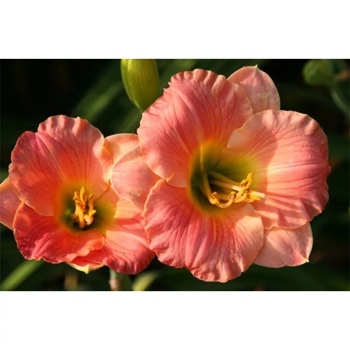 Hemerocallis  'Pink Puff' (Sásliliom)