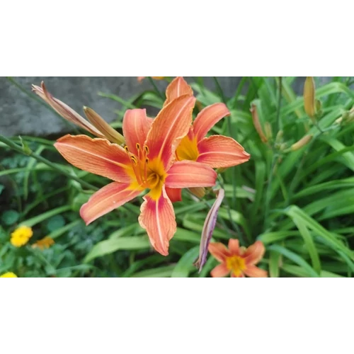 Hemerocallis  'Piquante' (Sásliliom)
