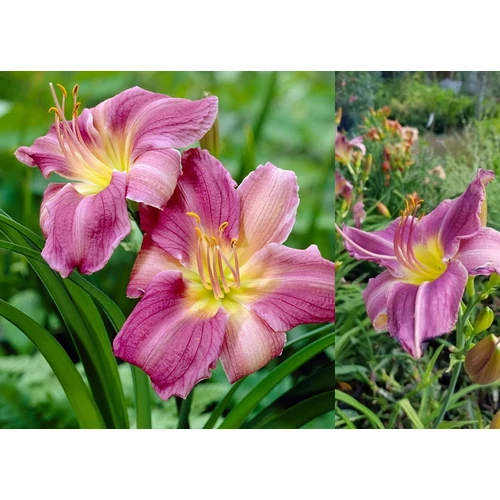 Hemerocallis  'Praerie Blue Eyes' (Sásliliom)