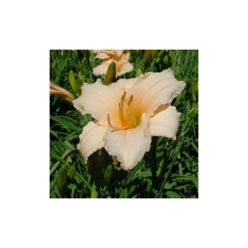 Hemerocallis  'Puddin' (Sásliliom)