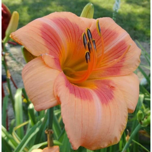 Hemerocallis  'Real Wind' (Sásliliom)