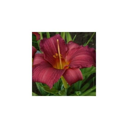 Hemerocallis  'Shola' (Sásliliom)