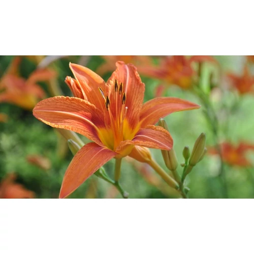 Hemerocallis  'Signal' (Sásliliom)