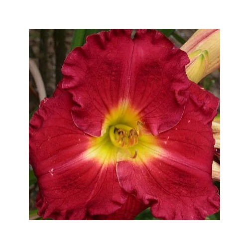 Hemerocallis  'Siloam Paul Watts' (Sásliliom)