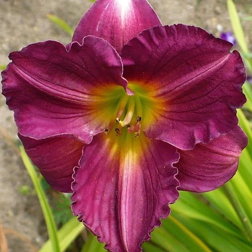 Hemerocallis  'Siloam Red Royal' (Sásliliom)