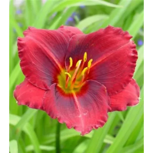 Hemerocallis  'Siloam Showgirl' (Sásliliom)