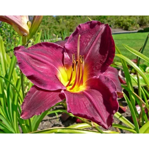 Hemerocallis  'Strutter's Ball' (Sásliliom)