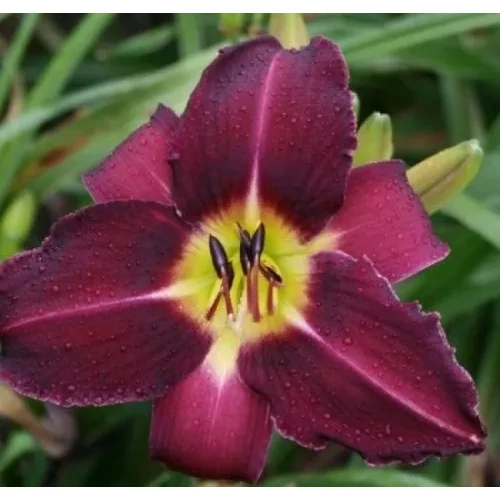 Hemerocallis  'Violet Hour' (Sásliliom)
