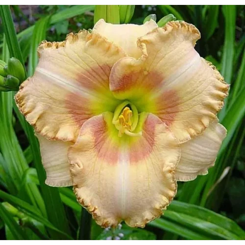 Hemerocallis  'Wisest of Wizards' (Sásliliom)