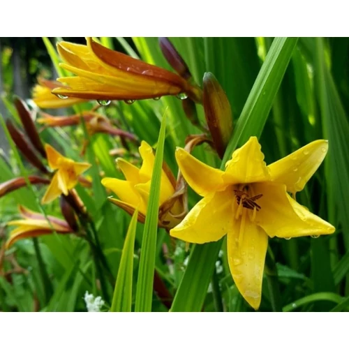 Hemerocallis middendorfii (Sásliliom)