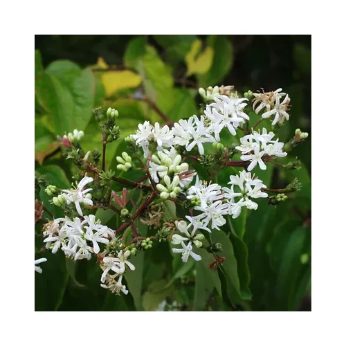Heptacodium miconioides 'Temple of Bloom'® - Hétfiúvirágcserje
