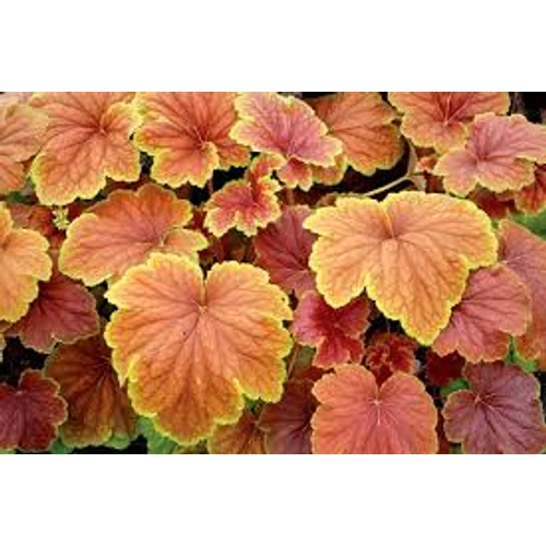 Heuchera ’Delta Dawn’ ,Bíborlevelű tűzeső