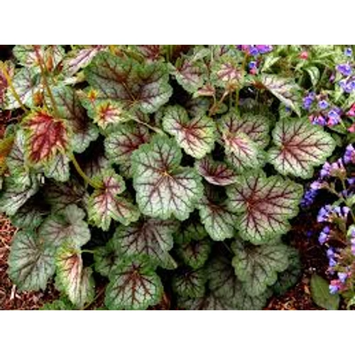 Heuchera ’Green Spice’, Bíborlevelű tűzeső