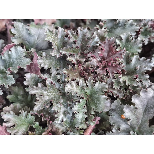 Heuchera 'Black Taffeta'®