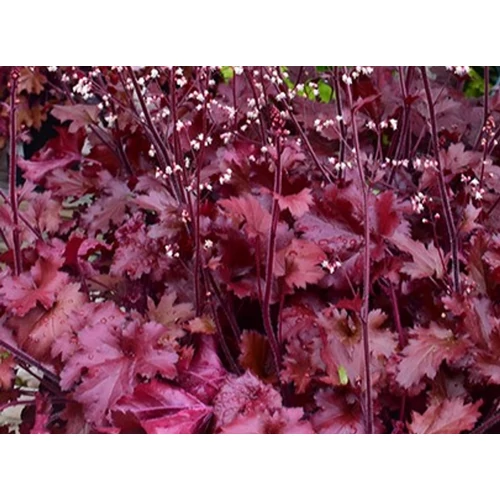 Heuchera 'Cherry Truffles'®