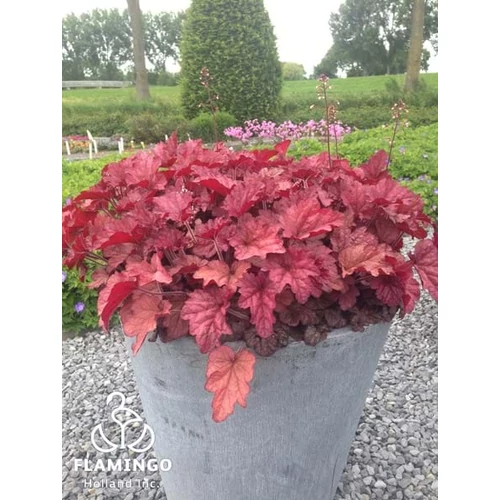 Heuchera Coralberry