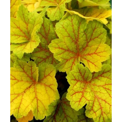 Heuchera Electra