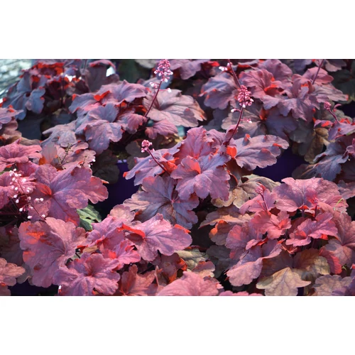 Heuchera 'Fire Alarm'®